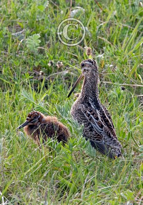 Common Snipe and Chick DM1051